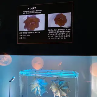 鴨川シーワールド