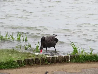 千波湖