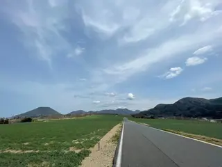 らっきょう畑