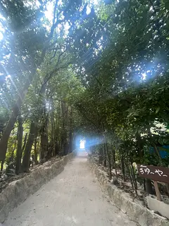 備瀬のフクギ並木
