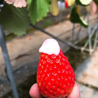 伊豆長岡いちご狩りセンター