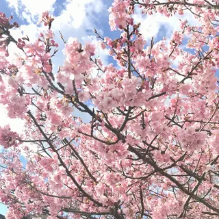 河津川