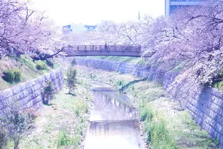 山崎川四季の道