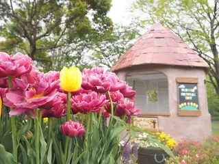 国営昭和記念公園