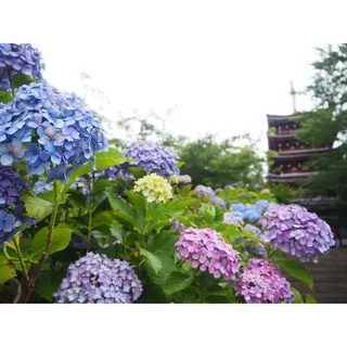 本土寺（あじさい寺）
