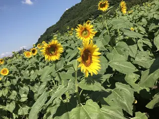 道の駅 原鶴 ファームステーションバサロ