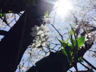 高知市