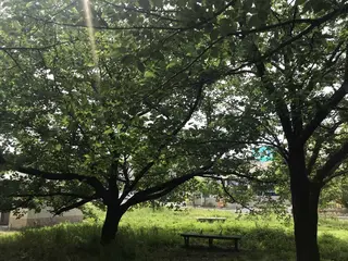 木の葉モール橋本