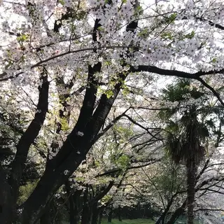 長成池