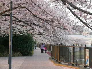 柏尾川
