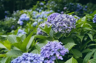 飛鳥山公園