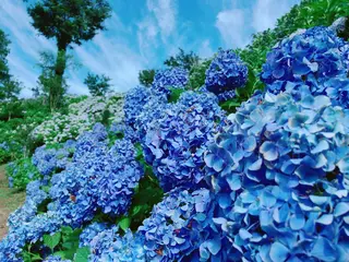 下仁田あじさい園