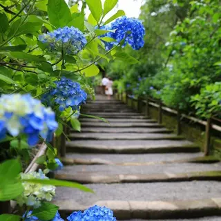 明月院（あじさい寺）
