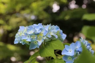 明月院（あじさい寺）