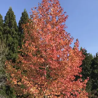 三景園