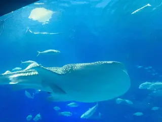 沖縄美ら海水族館