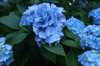 明月院（あじさい寺）
