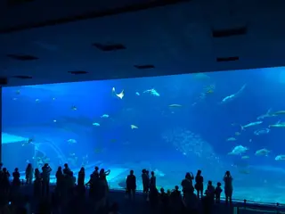 沖縄美ら海水族館