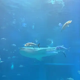 海遊館