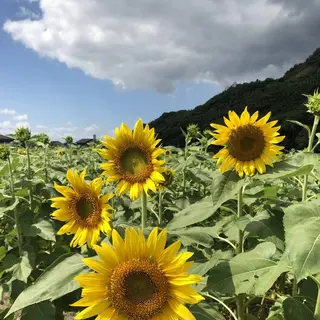 道の駅　原鶴