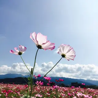 藤原宮跡