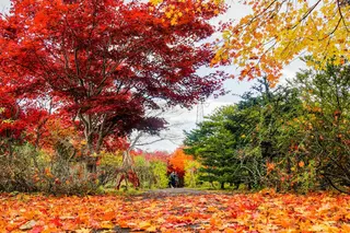 平岡樹芸センター