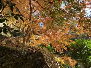 明月院（あじさい寺）