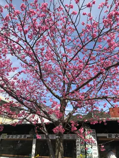 河津桜並木&菜の花ロード
