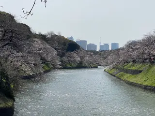 千鳥ヶ淵