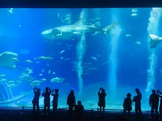 沖縄美ら海水族館