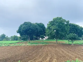 花の丘