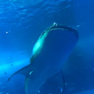 沖縄美ら海水族館