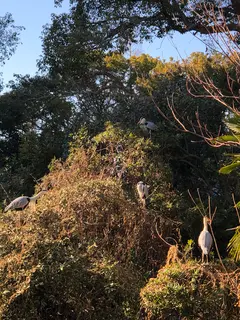 野鳥の島