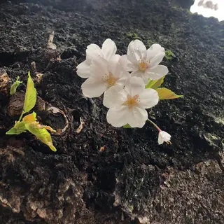 千鳥ヶ淵緑道