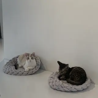 保護猫喫茶 necoma