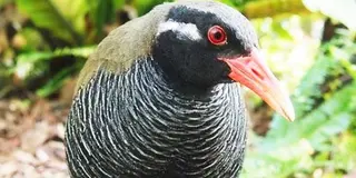 沖縄 やんばるを満喫 ヤンバルクイナからジンベイザメへ