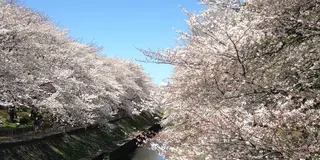 ＊お花見＆お散歩に＊ぷらっと行きたい浜田山