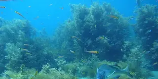 佐渡の海でダイビング！
