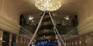 新宿の大きなクリスマスツリーを見に行く