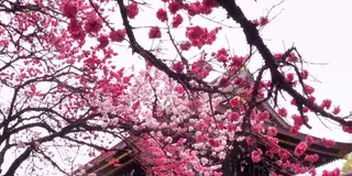 愛知県一宮市♪真清田神社祭礼と”古きよき時代の建物”を訪ねて…！