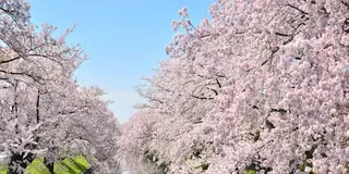 東海　桜🌸