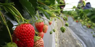 伊豆長岡にいちご狩りに行ってきたよ〜！