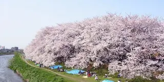越谷・川口　桜ウォーカー