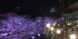 イタリアでも出来ない最高のピッツァお花見！