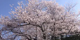 京都東山～さくらめぐりby京都市未来まちづくり100人委員会