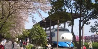 鉄道ファン必見！満開の桜と一緒に記念撮影しよう！