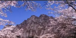 毎年5月3日だけイベントが開催されるさくらの里
