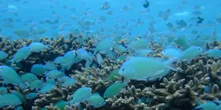 渡嘉敷島で夏を先取り！