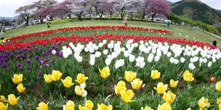 ［秦野市］色鮮やかなチューリップを満喫～♪