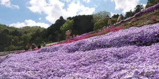 春の芝桜と姫路夢前地区オススメスポット巡る旅